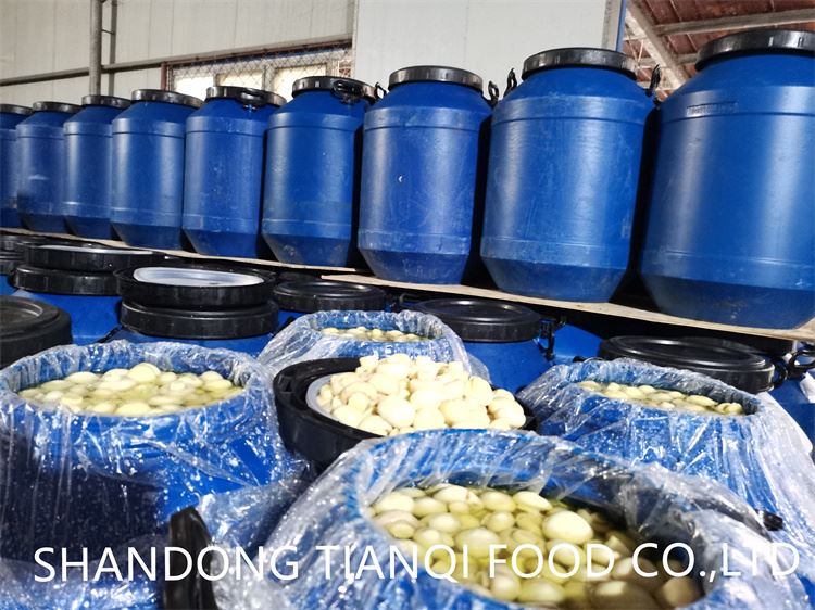 Vinegar mushroom in plastic drums