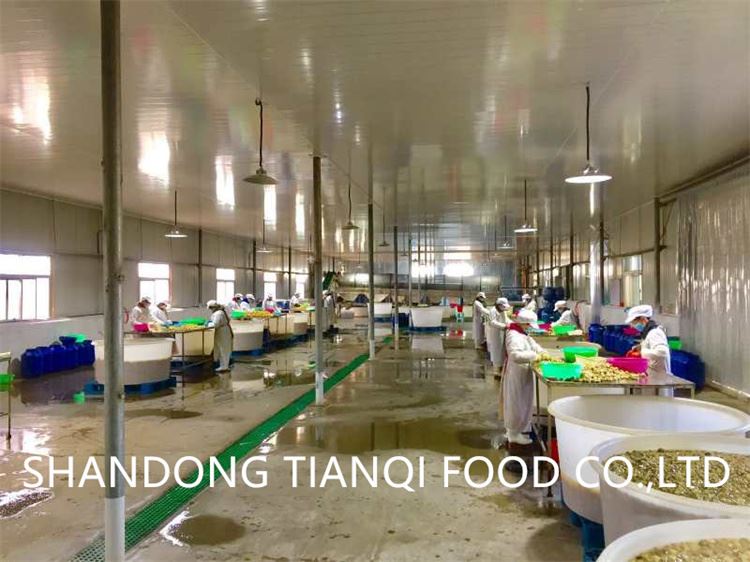Factory Shandong Tianqi Food Co.,LTD mushroom