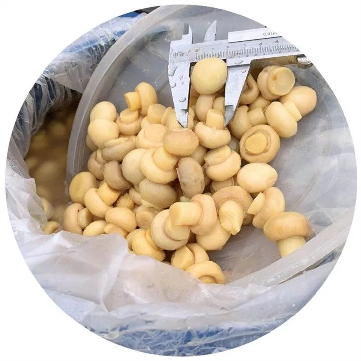 White mushroom in brine in plastic drums factory