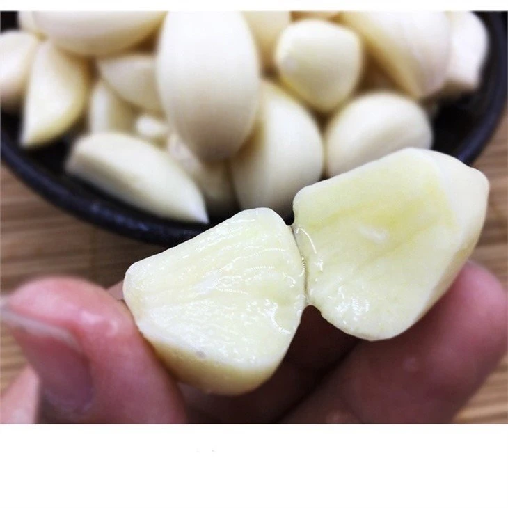 Pickled white garlic in salted water in drums