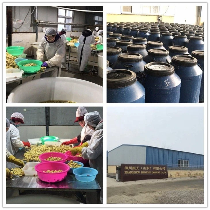 Factory white mushroom in brine in drums