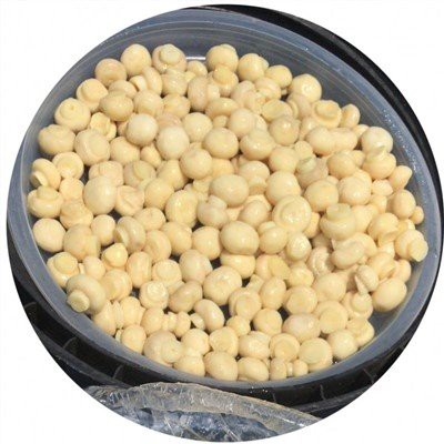 Baltasis grybas sūryme