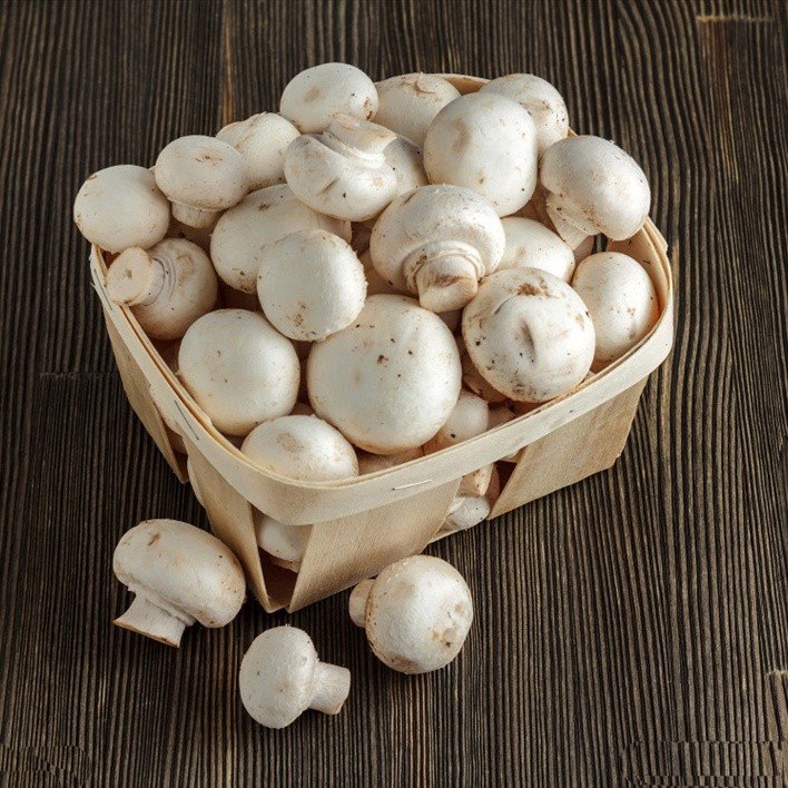 Conserved white mushroom in brine in drums