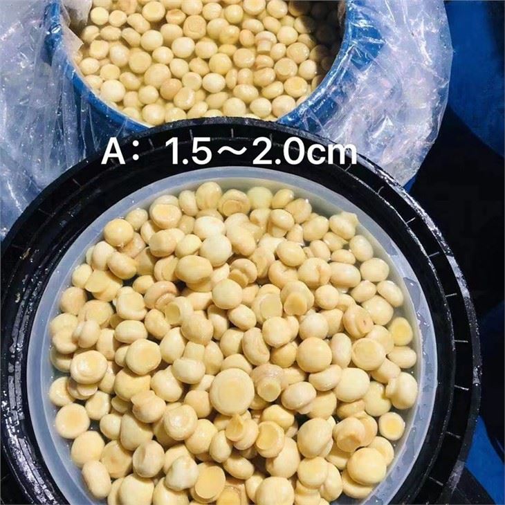 Whole White Champignon Mushroom in Brine in Drums